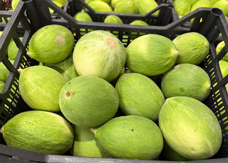 Cetriolo carosello - Sicilia - 1,40 euro al chilogrammo